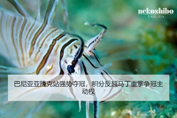 ba-ni-ya-ya-jie-ke-zhan-qiang-shi-duo-guan-ji-fen-fan-chao-ma-ding-zhong-zhang-zheng-guan-zhu-dong-quan-2-289.jpg